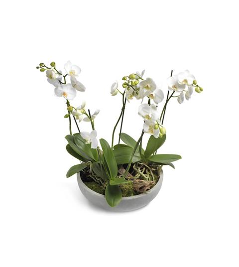 Persoonlijk koel voordeel Witte phalaenopsis orchidee in pot online bestellen » Bloemen Francois van  Gurp